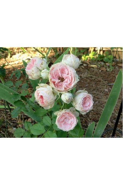 Rose floribunda Pompon Flower Circus shtamb